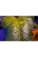 Artificial Elephant Ears Plant Set (2) | Emerald Colocasia On Trunk | Dutchfurniture.com