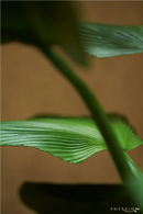 Faux Fan Palm Deco | Emerald Licuala | Dutchfurniture.com