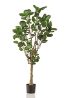 Artificial Dicot Dwarf Tree | Emerald Polyscias | Dutchfurniture.com
