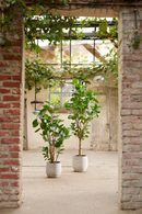 Artificial Dicot Dwarf Tree | Emerald Polyscias | Dutchfurniture.com