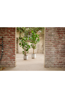 Artificial Dicot Dwarf Tree | Emerald Polyscias | Dutchfurniture.com