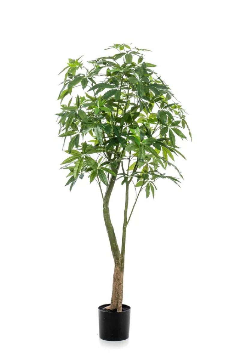 Artificial Money Trees - M (2) | Emerald Pachira | Dutchfurniture.com