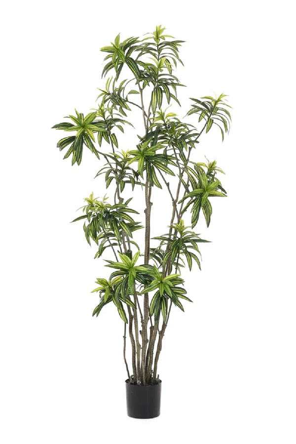 Multi-Stemmed Faux Plants - M (2) | Emerald Dracaena | Dutchfurniture.com