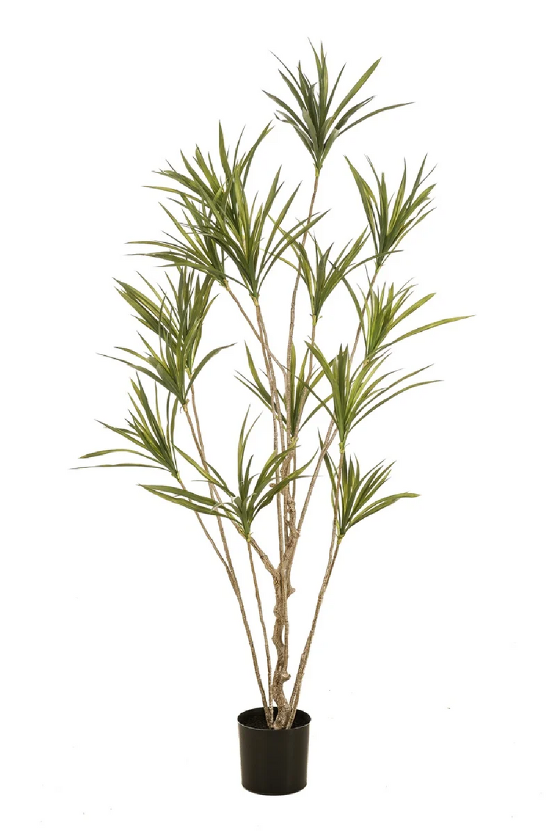 Multi-Stemmed Faux Plants - S (2) | Emerald Dracaena | Dutchfurniture.com