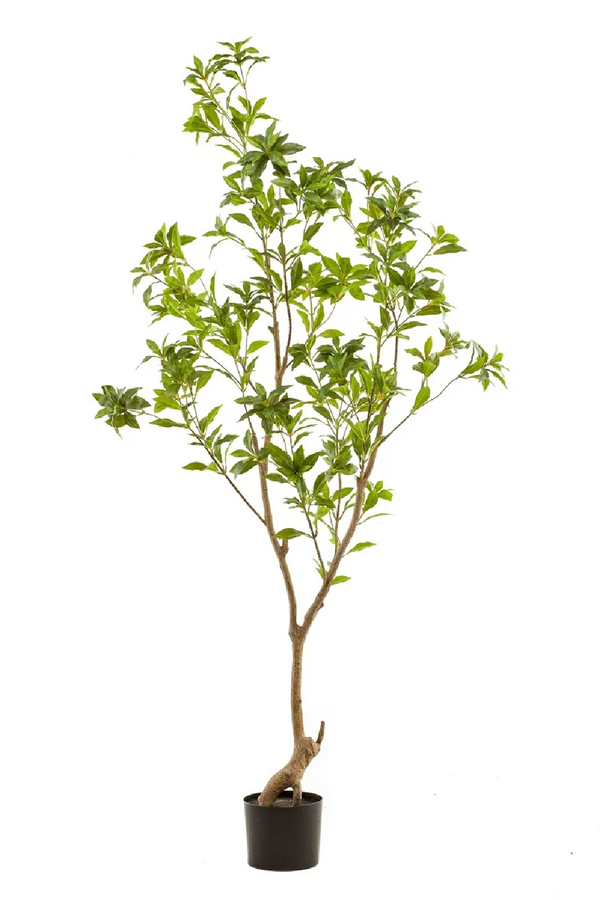 Green Faux Trees (2) | Emerald Tea Leaf | Dutchfurniture.com