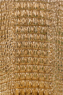 Gold Reptilian Book Ends | OROA Crocodile | Dutchfurniture.com