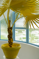 Yellow Decorative Potted Plant | Pols Potten Fan Palm | Dutchfurniture.com