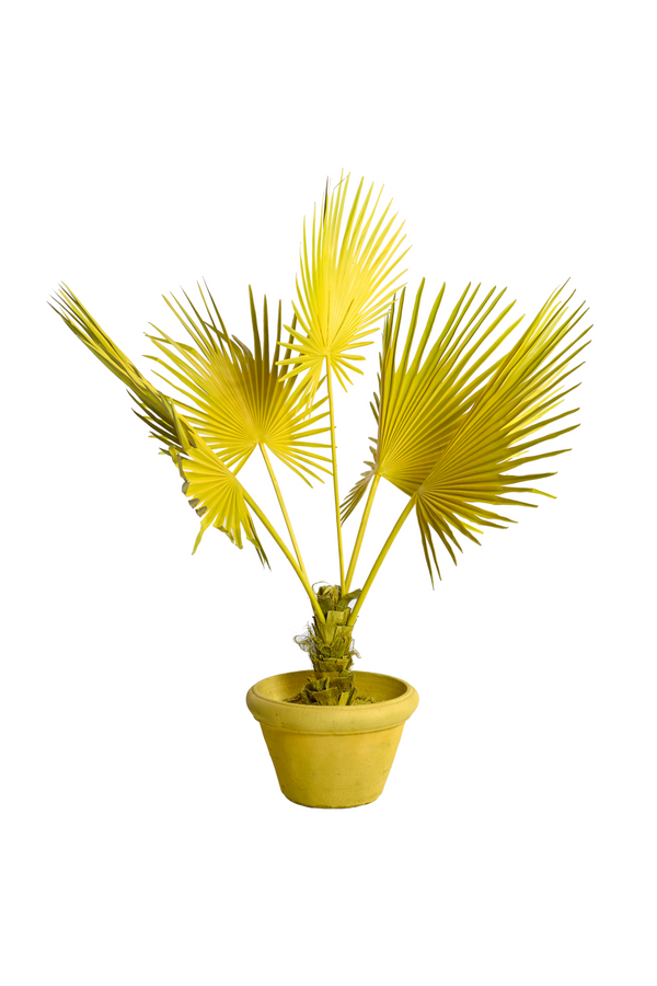 Yellow Decorative Potted Plant | Pols Potten Fan Palm | Dutchfurniture.com